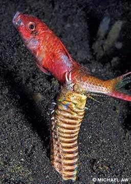 Bobbit worm (Lembeh Strait, North Sulawesi, Indonesia): After the governor of North Sulawesi commissioned a new book in 2006, I needed some new pictures that no one had seen before. I remembered reading about bobbit worms (Eunice aphroditois) lunging quickly from their burrows in the sand to prey upon unsuspecting butterflyfish and rising high from the seafloor to snatch them in passing. My dive guide helped me find bobbit worms, but we did not know much about their feeding behavior. I thought the best time would be near sunset when fish tend to move more slowly. I selected the biggest worm in the vicinity, positioned myself and steadfastly focused my camera. I waited for 90 minutes on the first evening and 65 minutes on the second. Drowsy fish swam past, but this lazy worm did not strike. On the final night dive, I found the same worm but asked my guide to search for a more active candidate. As he returned despondent, he caused a goatfish to swim into this worm’s path. I pressed the shutter, and it was over in a flash. At five frames per second, I captured this image on the second frame. More than two-thirds of the fish was already pulled inside the burrow by the fifth frame.