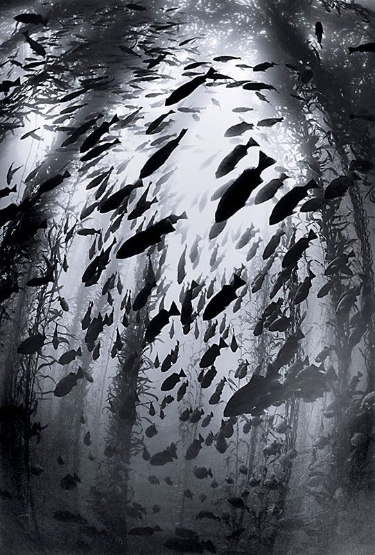 school of blue rockfish (Sebastes mystinus)